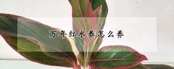 万年红水养怎么养