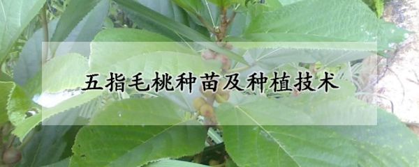 五指毛桃种苗及种植技术