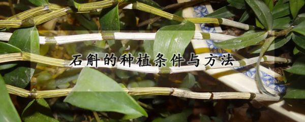 石斛的种植条件与方法