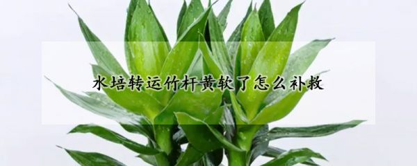 水培转运竹杆黄软了怎么补救