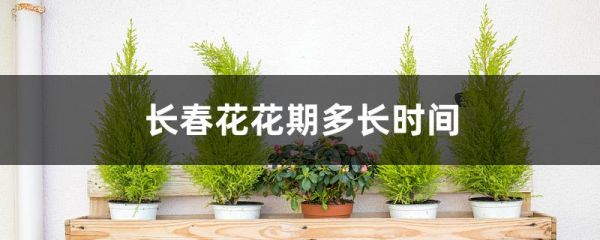 长春花花期多长时间