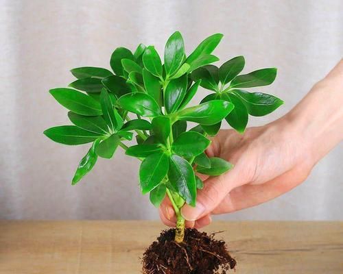 室内植物花（欣赏盆栽艺术，寓意财源滚滚）