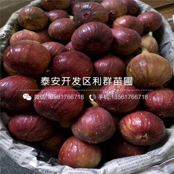 我想买紫果无花果苗、紫果无花果苗价格多少