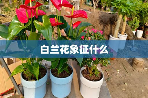 白兰花象征什么