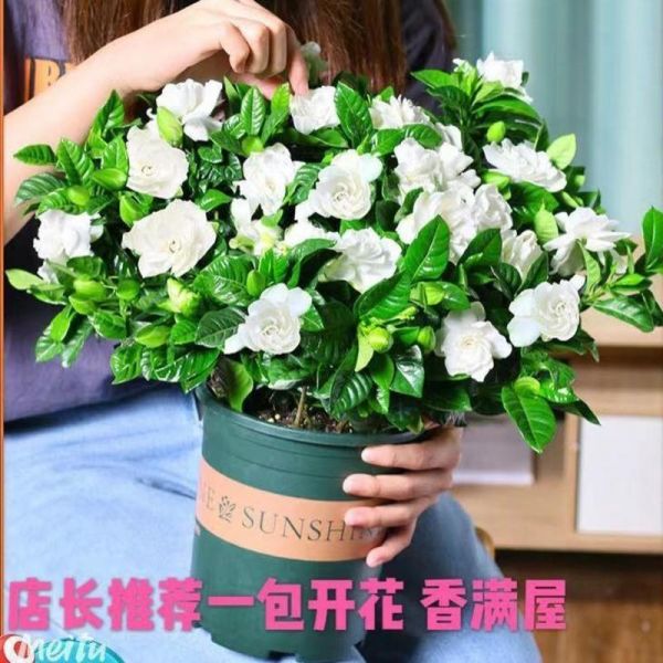 【浓香型栀子花带盆发货】大叶牡丹栀子开花室内水培花卉绿植盆栽 小盆迷你栀子花 精选-带盆带土发货送促开花肥料