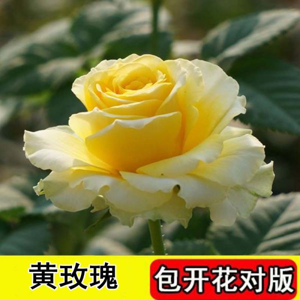 13.8元 6棵玫瑰花苗四季开花盆栽花卉观花植物室内月季花苗特大栽 不含盆 10.黄玫瑰6棵+生根粉+复合肥