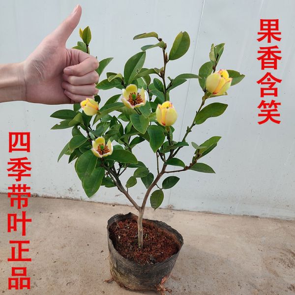 含笑花四季花卉浓香型开花不断办公家庭种植盆栽 原土球发货保鲜保湿 推荐带叶真品浓香4年+专用肥龍