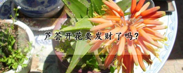 芦荟开花要发财了吗?