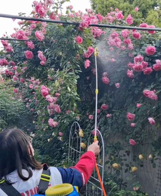 月季花开败后怎么再次复花(揭秘月季快速复花的诀窍)