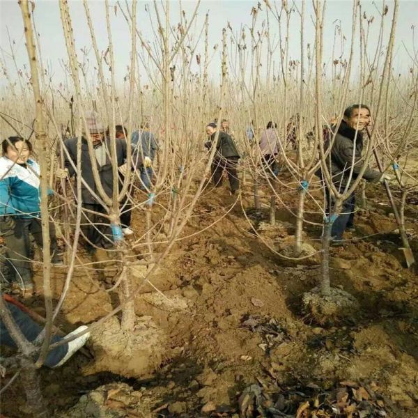 辽宁抚顺大樱桃树种植基地