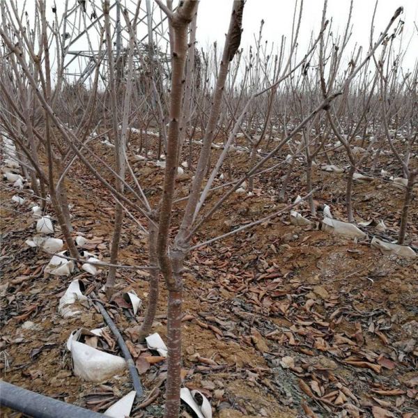 辽宁抚顺大樱桃树种植基地