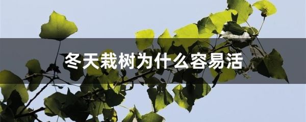 冬天栽树为什么容易活