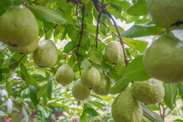 热带果王芭乐：成熟季节的甜蜜守候与食用指南！