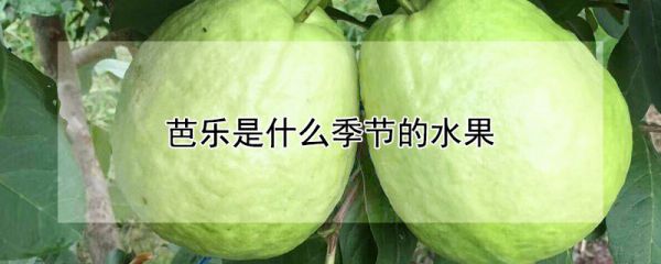 芭乐是什么季节的水果