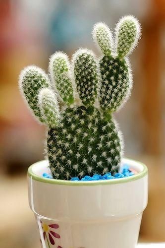 在家中养护仙人掌(Cactaceae)的全面指南-包括如何浇水、施肥和防治病虫害的方法