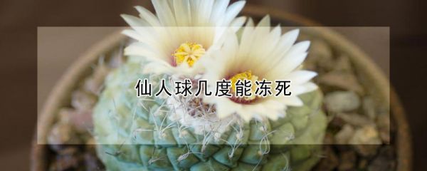 仙人球几度能冻死