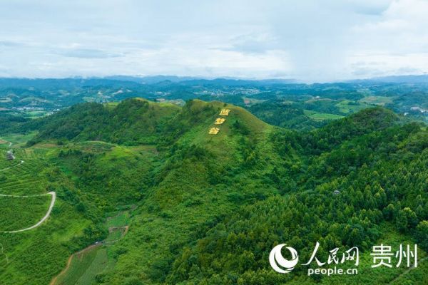 麻江县蓝莓种植基地一隅。人民网 阳茜摄