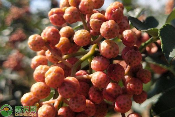 花椒树的种植管理技术-图片版权归惠农网所有