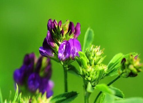 牧草王是什么品种（紫花苜蓿成为牧草王的两大原因）