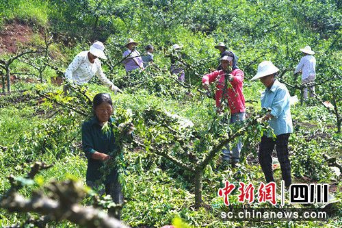 青花椒大丰收。廖廷帝摄