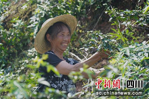 村民采摘花椒。廖廷帝摄