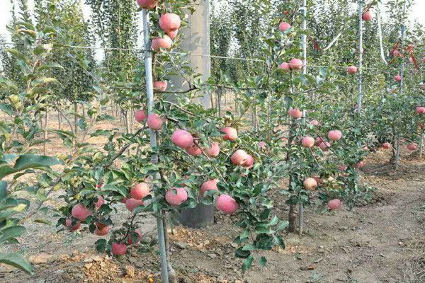 玫瑰红苹果苗主售基地