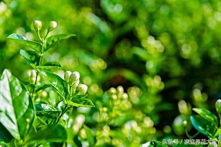 茉莉开花套路深，这样来一刀，开爆整个秋天！