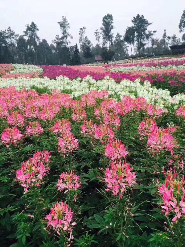 浙江台州出售蛇目菊花籽 结缕草籽 多彩向日葵花种子