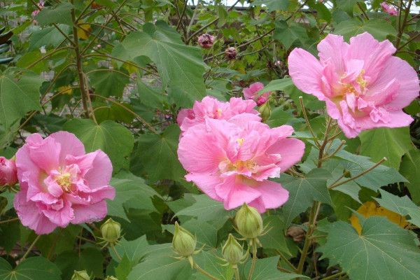 芙蓉花的寓意和象征