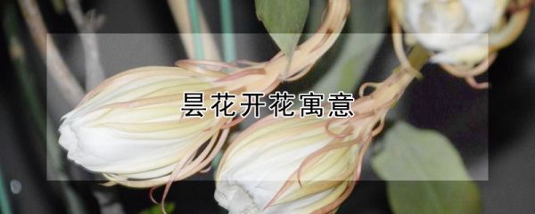 昙花开花寓意