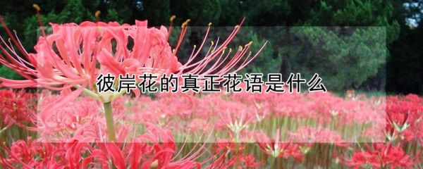 彼岸花的真正花语是什么