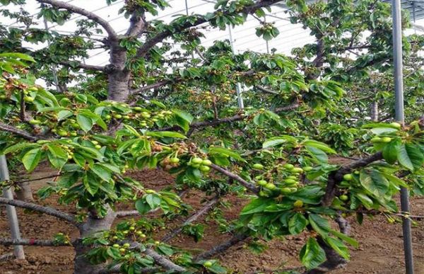 樱桃树苗几月份种植?樱桃苗种植方法