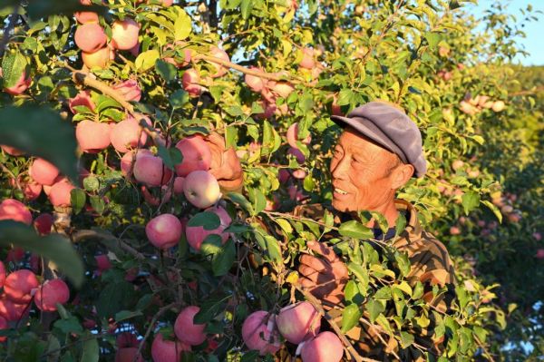 　　在山东烟台栖霞市的一处果园中，果农在采摘苹果。 新华社发（栾钦程 摄）