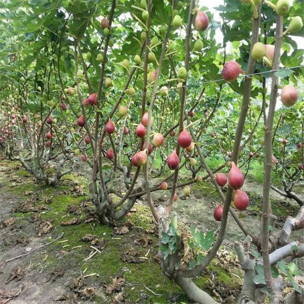 河北无花果苗保品种 批发基地