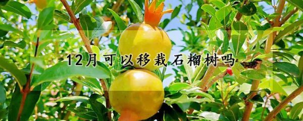 12月可以移栽石榴树吗