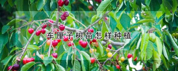 车厘子树苗怎样种植