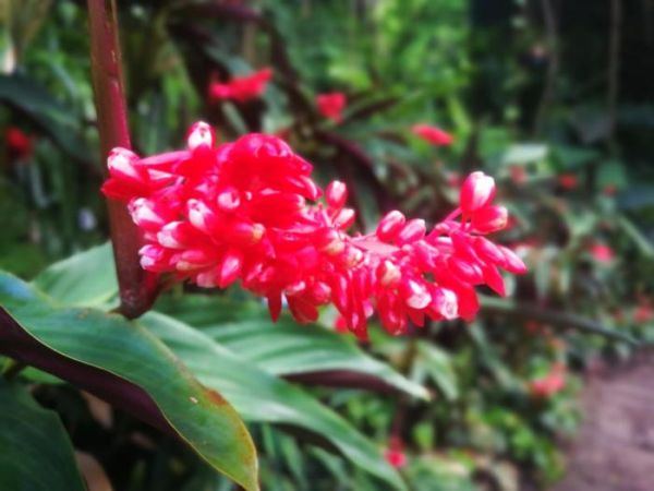 花店常用的插花衬材紫背竹芋叶，没想到用途这么多，根茎可食用