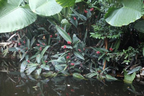 花店常用的插花衬材紫背竹芋叶，没想到用途这么多，根茎可食用