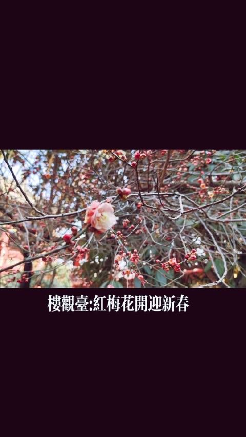 楼观台:红梅花开迎新春