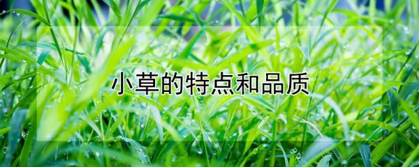 小草的特点和品质