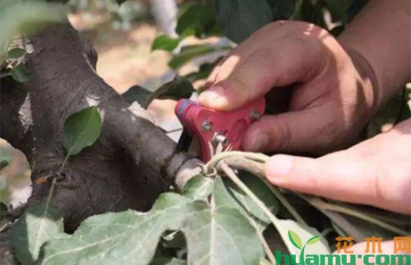 夏季高温期苹果树管理重点