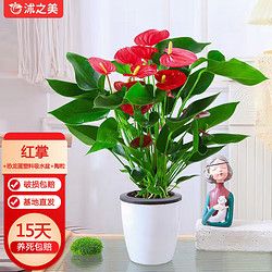 沭之美 花卉绿植红掌白掌盆栽水培土培植物 红掌+恐龙蛋塑料吸水盆+陶粒