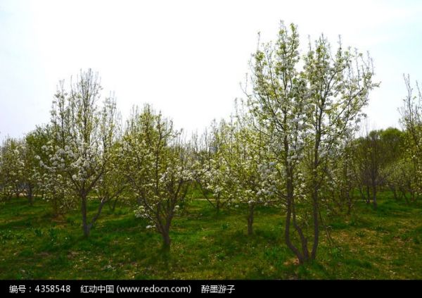 苹果树上的盛开的花朵图片