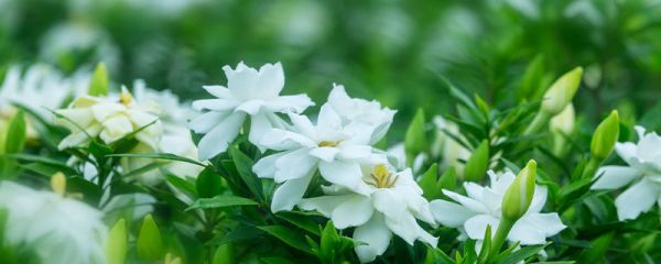 栀子花10月份还开花吗