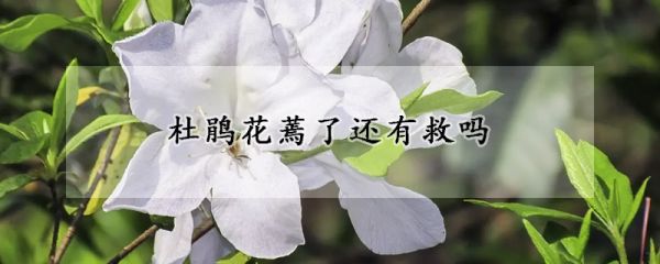 杜鹃花蔫了还有救吗