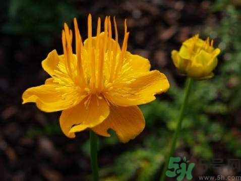 金莲花是什么样的?金莲花和金银花的区别