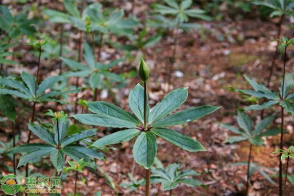 七叶一枝花种子价格及种植方法-图片版权归惠农网所有