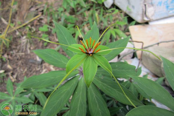 七叶一枝花种子价格及种植方法-图片版权归惠农网所有