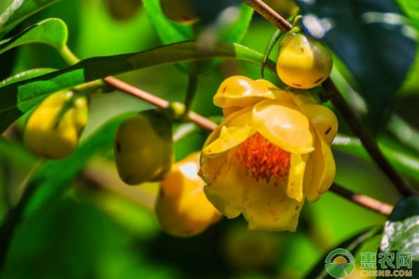 家庭盆栽金花茶怎么种植？金花茶盆栽种植技术-图片版权归惠农网所有