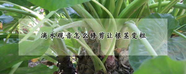 滴水观音怎么修剪让根茎变粗